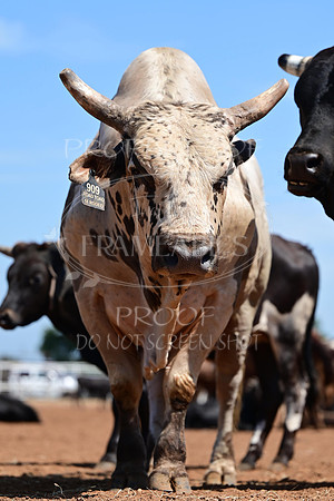 59th Annual Meeker Roundup Club Rodeo