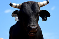 59th Annual Meeker Roundup Club Rodeo