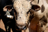 59th Annual Meeker Roundup Club Rodeo