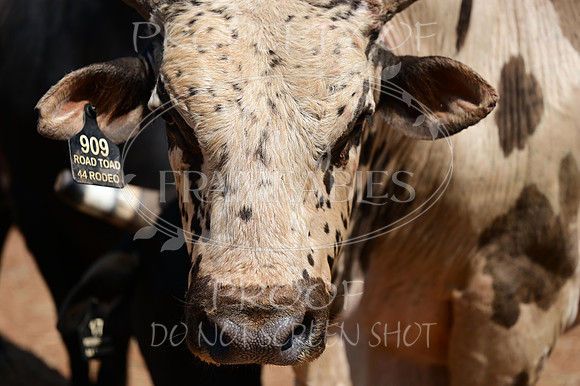 59th Annual Meeker Roundup Club Rodeo