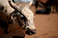 59th Annual Meeker Roundup Club Rodeo