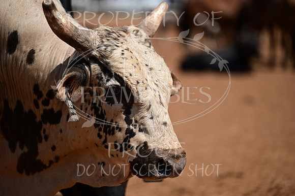 59th Annual Meeker Roundup Club Rodeo