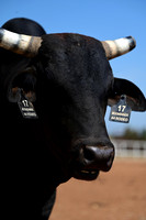 59th Annual Meeker Roundup Club Rodeo