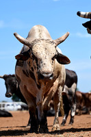 59th Annual Meeker Roundup Club Rodeo