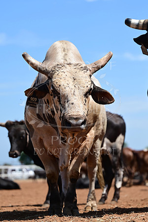 59th Annual Meeker Roundup Club Rodeo