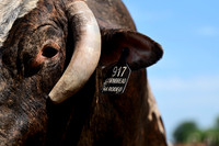 59th Annual Meeker Roundup Club Rodeo