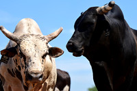 59th Annual Meeker Roundup Club Rodeo
