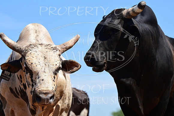 59th Annual Meeker Roundup Club Rodeo