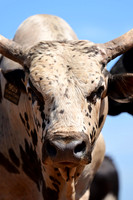 59th Annual Meeker Roundup Club Rodeo
