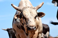 59th Annual Meeker Roundup Club Rodeo