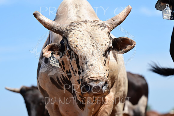 59th Annual Meeker Roundup Club Rodeo