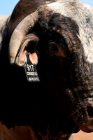 59th Annual Meeker Roundup Club Rodeo