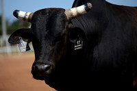 59th Annual Meeker Roundup Club Rodeo