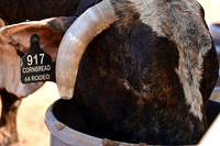 59th Annual Meeker Roundup Club Rodeo