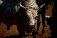 59th Annual Meeker Roundup Club Rodeo
