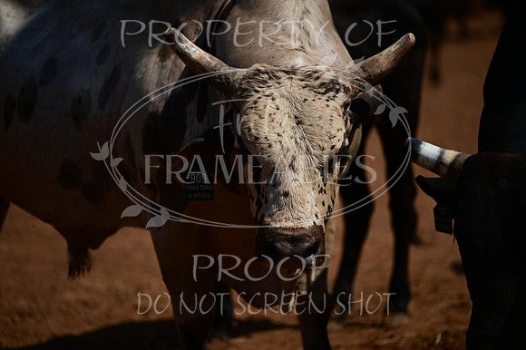 59th Annual Meeker Roundup Club Rodeo